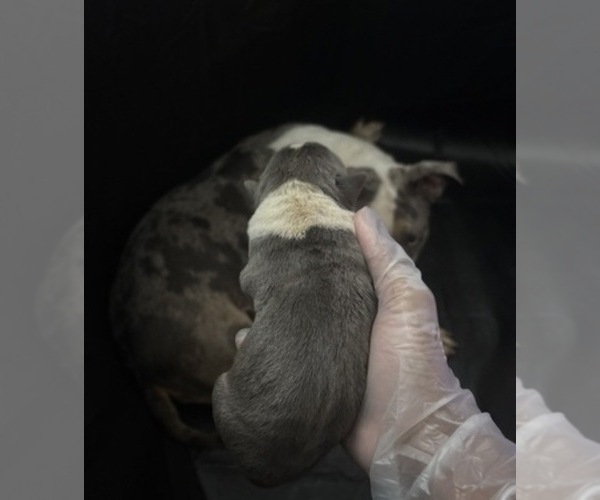 Medium Photo #5 American Bully Puppy For Sale in PARKVILLE, MD, USA