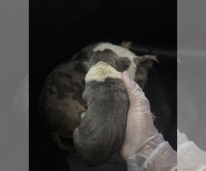 Medium American Bully