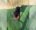 Small #3 Labrador Retriever Mix