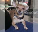 Small #1 Chihuahua