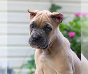 Cane Corso Puppy for sale in HONEY BROOK, PA, USA