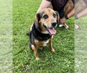 Beagle-Unknown Mix Dogs for adoption in Oakhurst, NJ, USA