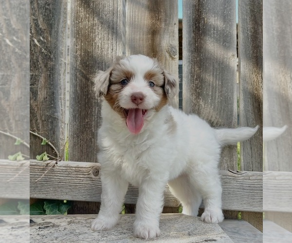 Medium Photo #1 Aussiedoodle Miniature  Puppy For Sale in NEW BRAUNFELS, TX, USA