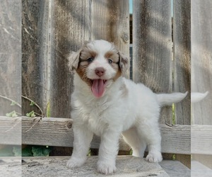 Medium Aussiedoodle Miniature 