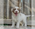 Puppy Hercules Aussiedoodle Miniature 