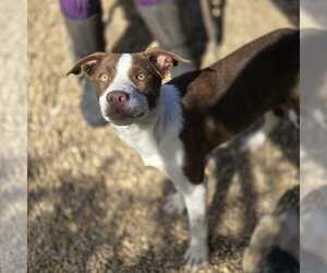 Stacy - Female Borador Dog for Adoption - Photo #2