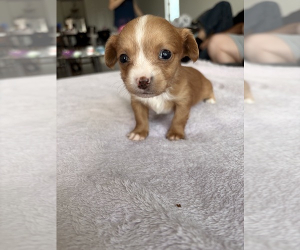 Medium Photo #9 Chihuahua Puppy For Sale in SAN ANTONIO, TX, USA