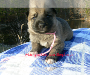 German Shepherd Dog Puppy for sale in PIEDMONT, MO, USA