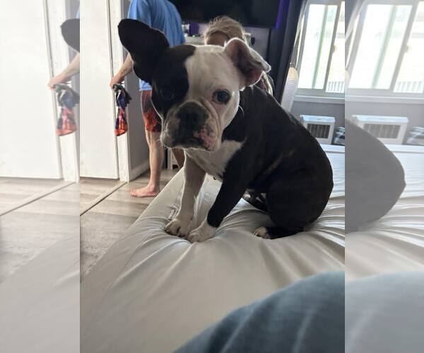 Medium Photo #1 Boston Terrier Puppy For Sale in Hesperia, CA, USA