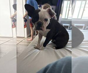 Boston Terrier Dogs for adoption in Hesperia, CA, USA