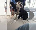 Small Boston Terrier
