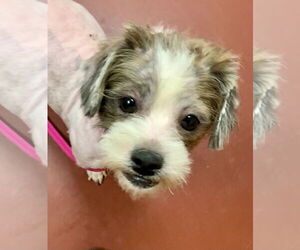 Shih-Poo Dogs for adoption in Rustburg, VA, USA
