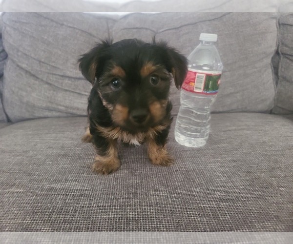 Medium Photo #1 Yorkshire Terrier Puppy For Sale in PARAMOUNT, CA, USA