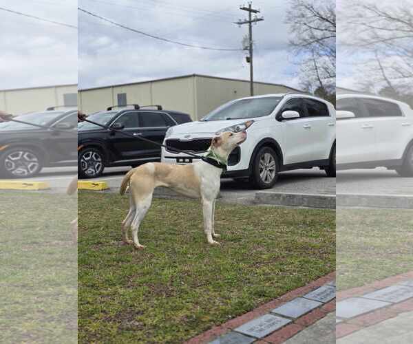 Medium Photo #5 Labrador Retriever-Unknown Mix Puppy For Sale in Orangeburg, SC, USA
