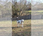 Small Treeing Walker Coonhound Mix