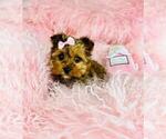 Small #16 Yorkshire Terrier