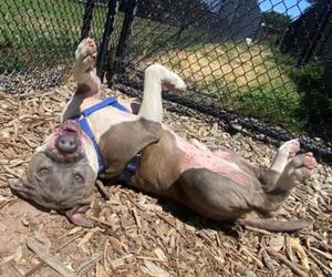American Pit Bull Terrier Dogs for adoption in Santa Cruz, CA, USA
