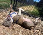Small American Pit Bull Terrier