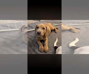 Basset Hound-Unknown Mix Dogs for adoption in New York, NY, USA