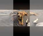 Kenny (GA) - Male Basset Hound-Unknown Mix Dog for Adoption - Small photo