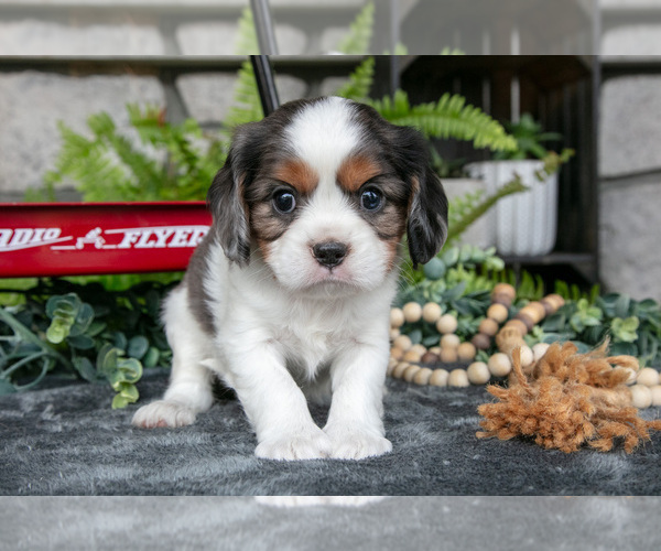 Medium Photo #1 Cavalier King Charles Spaniel Puppy For Sale in NARVON, PA, USA
