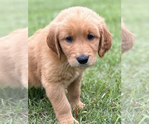 Golden Retriever Dog for Adoption in PICKENS, South Carolina USA