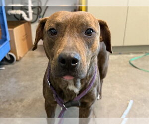 Plott Hound-Unknown Mix Dogs for adoption in Tavares, FL, USA