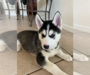 Siberian Husky Puppy for sale in DICKINSON, TX, USA