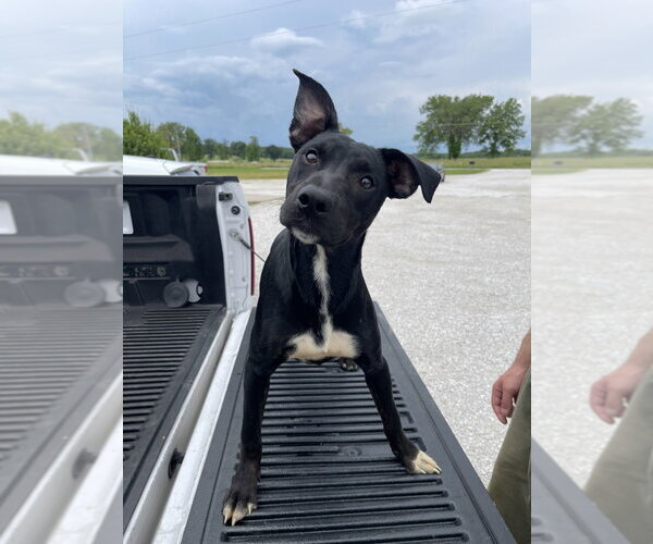 Medium Photo #1 Mutt Puppy For Sale in Bolivar, MO, USA