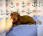 Small #1 Dachshund