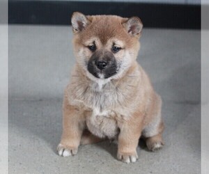 Shiba Inu Puppy for sale in APPLE CREEK, OH, USA