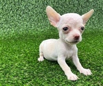Small #10 Chihuahua
