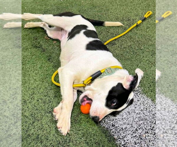 Medium Photo #3 Labrador Retriever-Unknown Mix Puppy For Sale in Alexander, AR, USA