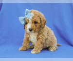 Small #2 Cavapoo (Miniature)