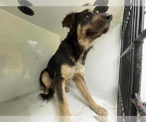 German Shepherd Dog-Unknown Mix Dogs for adoption in Houston, TX, USA