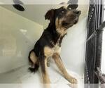 Small German Shepherd Dog Mix