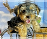 Image preview for Ad Listing. Nickname: Epic