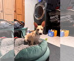 Small #2 Mutt