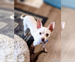 Chihuahua-Unknown Mix Dogs for adoption in Bellingham, WA, USA