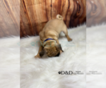 Small Photo #8 Pug Puppy For Sale in RIPLEY, MS, USA