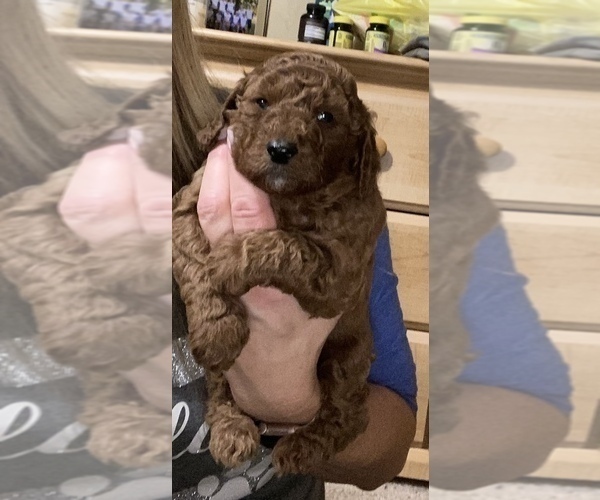 Medium Photo #4 Aussiedoodle Puppy For Sale in DEFIANCE, OH, USA