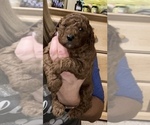 Small Photo #4 Aussiedoodle Puppy For Sale in DEFIANCE, OH, USA