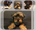 Small Photo #4 Poodle (Toy)-Yorkshire Terrier Mix Puppy For Sale in SEYMOUR, IN, USA