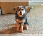 Small #3 Mutt