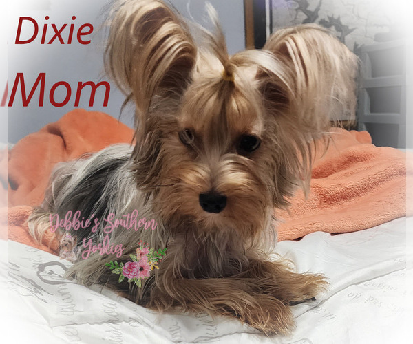 Medium Photo #1 Yorkshire Terrier Puppy For Sale in ROCKWOOD, TN, USA