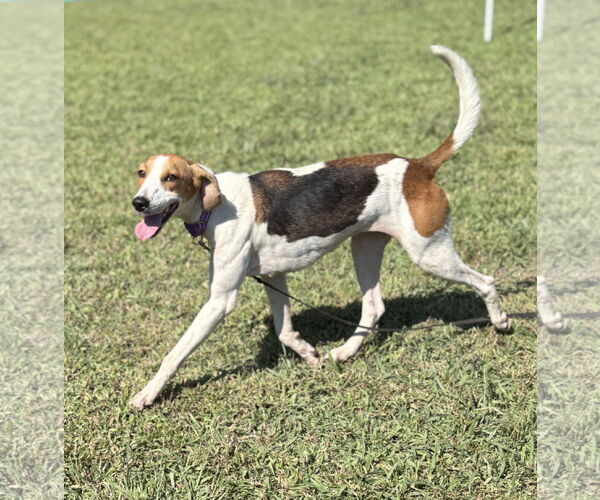 Medium Photo #2 Mutt Puppy For Sale in Virginia Beach, VA, USA