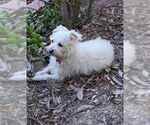 Small #4 Mutt