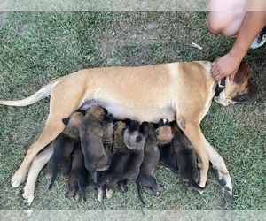 Cane Corso Puppy for sale in POMONA, CA, USA