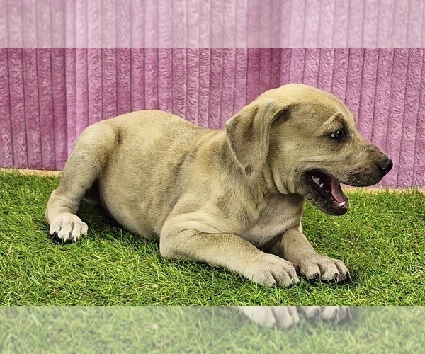 Medium Photo #4 Catahoula Leopard Dog Puppy For Sale in CUMBY, TX, USA