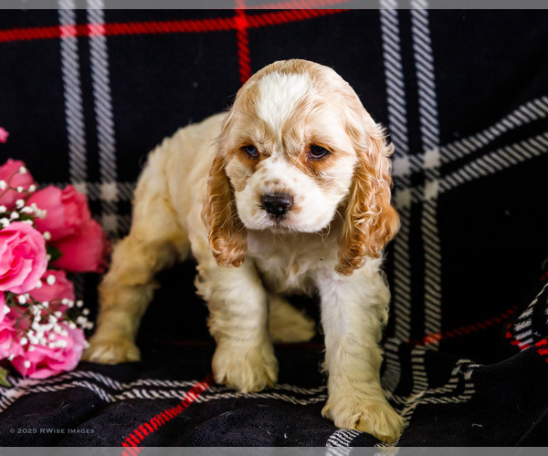 Medium Photo #9 Cocker Spaniel Puppy For Sale in WAKARUSA, IN, USA